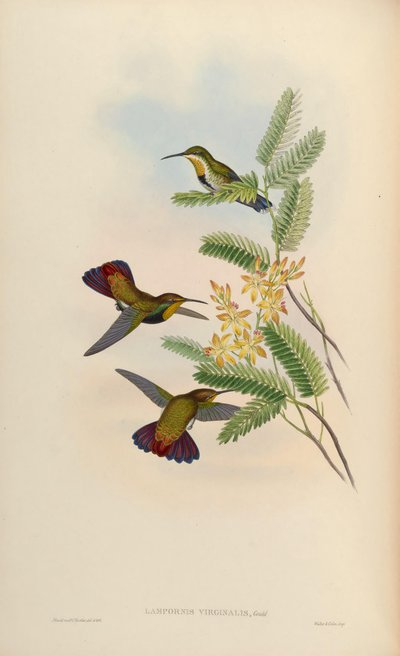 Lampornis virginalis = Anthracothorax dominicus aurulentus - John Gould